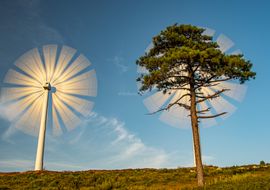 Wind Turbine and pine tree