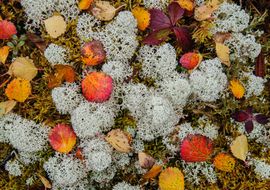 Lichens and leaves. The carpet of the taiga