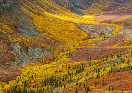 That's fall! Grizzly Creek Valley. Yukon