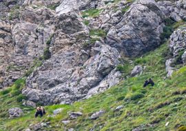 A she bear with two cubs in the Cantabric Range