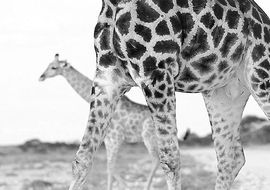 Jirafas (Giraffa camelopardalis)