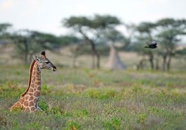 Giraffe (Giraffa cameopardalis). Etosha. Namibia