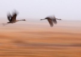 Cranes in the mist