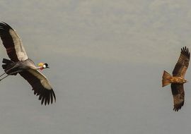 Grey Crowned Crane (Balearica regulorum) and Black Kite (Milvus migrans). Tanzania