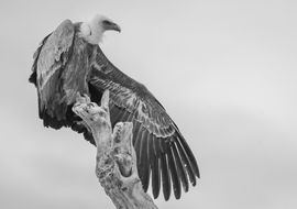 The trunk's king. Griffon Vulture (Gyps fulvus). Valderrobres