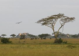 The African savannah. Serengeti. Tanzania