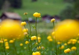 Yellow buttercups 