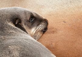 Brown fur seal  (Arctocephalus pusillus) suckling. Cape Cross. Namibia