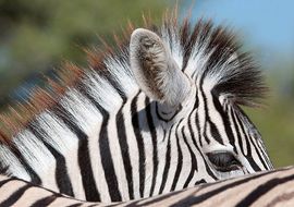 Plains Zebra (Equus burchellii). Etosha. Namibia 