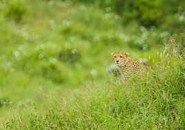 Cheetah (Acinonyx jubatus). Tarangire National Park. Tanzania