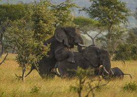 Elephant copulation (Loxodonta africana). Tanzania