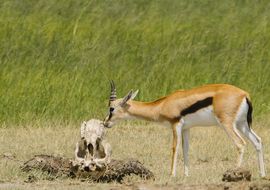 Red-fronted gazelle (Eudorcas rufifrons) and buffalo's skull. Tanzania