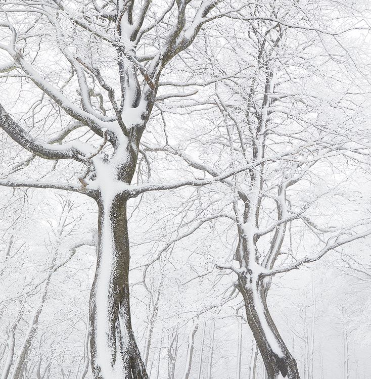 Caminantes blancos