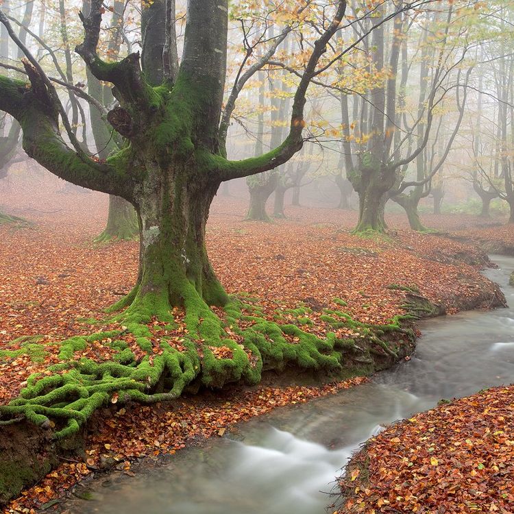 colores de otoño