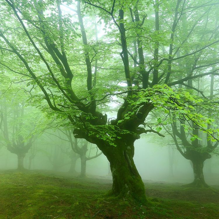 escondidos en el bosque